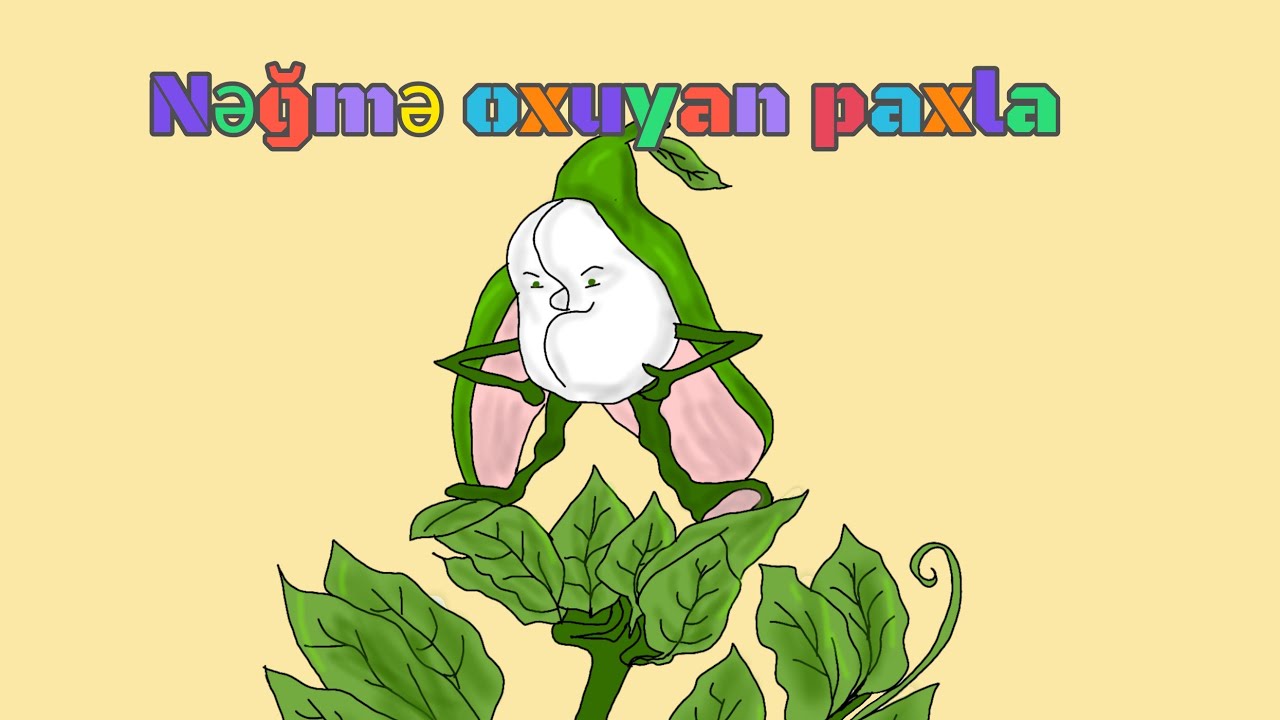 Sehrli nəğmələr oxuyan paxla #çinnağılı