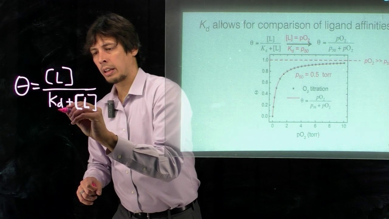 Topic 6.9 - The hyperbolic equation for ligand binding