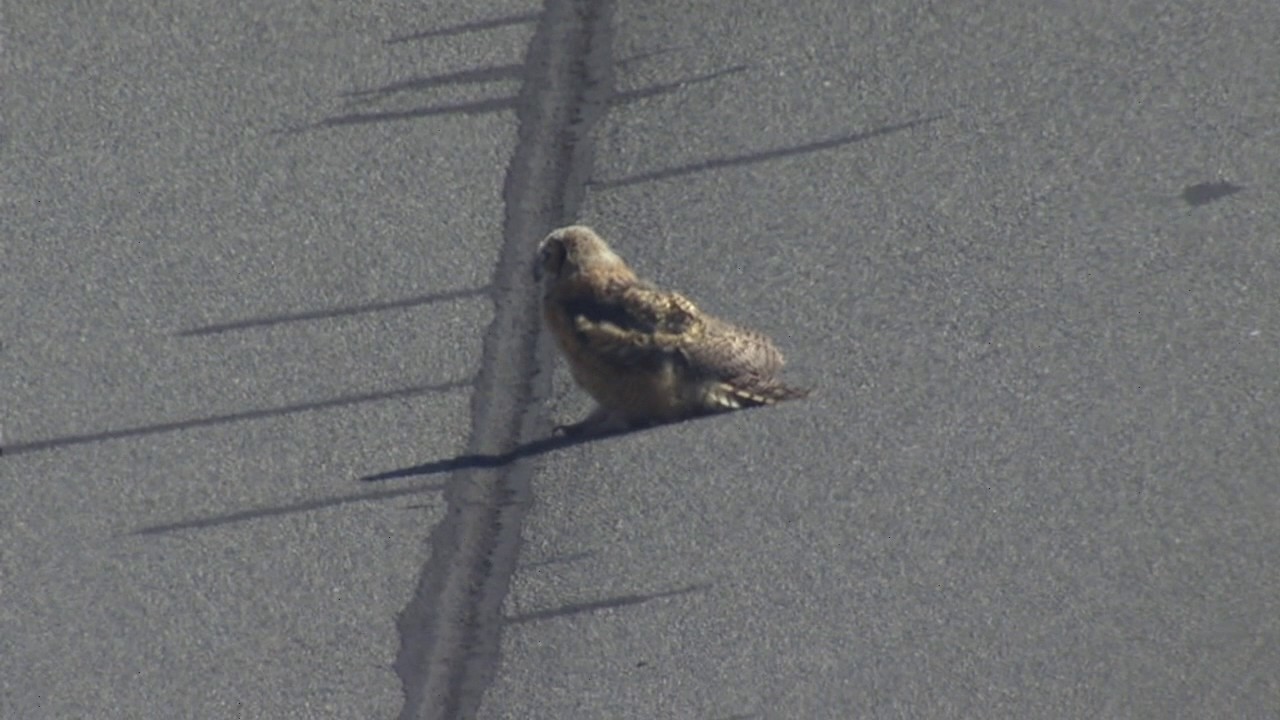 What a hoot! Owl delays Monster Energy NASCAR Cup Series practice
