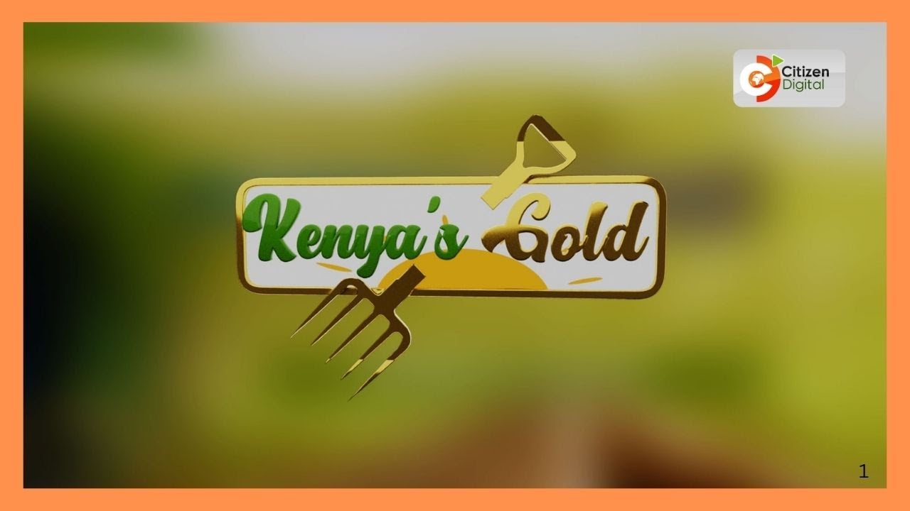 | Kenya's Gold | Human-Animal Conflict | Gold Chat