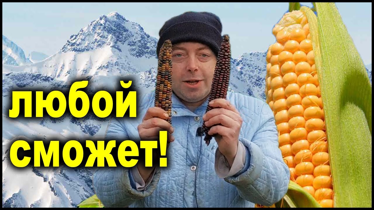 Все секреты выращивания кукурузы! Кукуруза от а до я!