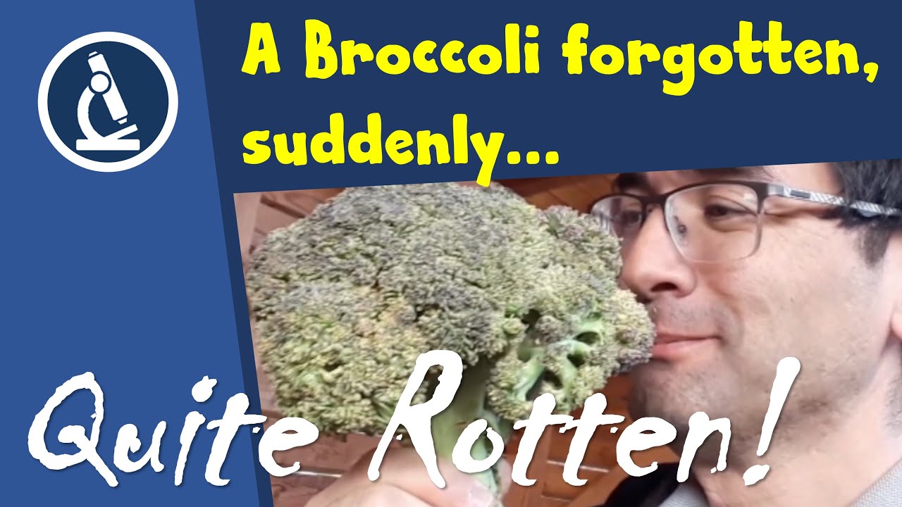 🔬 084 - How to identify FUNGUS on food (such as Broccoli) | Microscopy