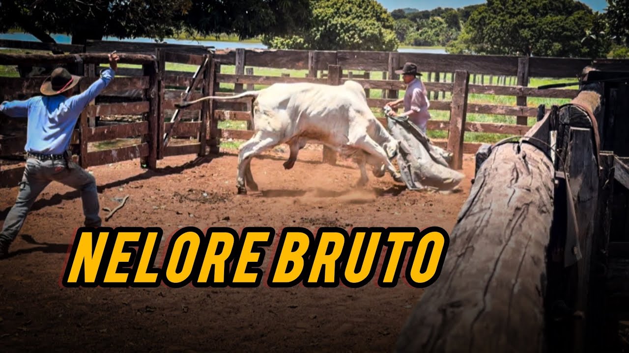 Nelore doente não quiz entrar no tronco.