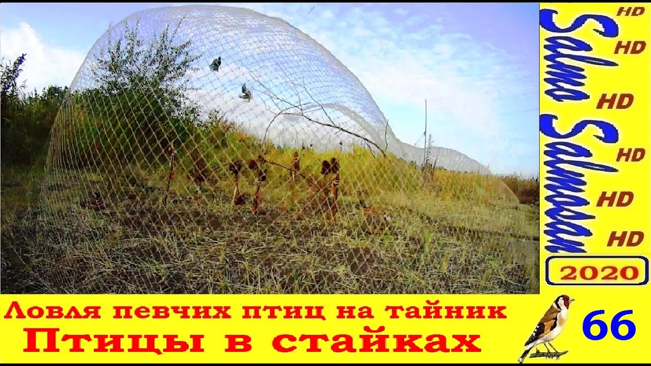 Ловля певчих птиц на тайник. - Птицы в стайках.