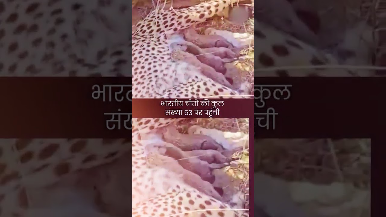 Project Cheetah Success Story | Cubs Cross 50 Mark | कूनो में गूंज रही चीतों के शावकों की खुशखबरी