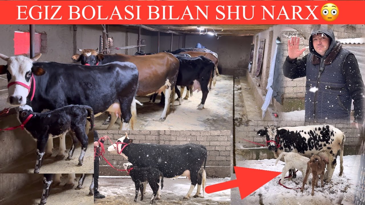 JASURBEK😱YOMON ARZON AYTIB TASHADI🥛🌨️✊EGIZ BOLALI SIGIR K YANGI P JUDA ARZON SIFATLI SIGIRLAR🏃