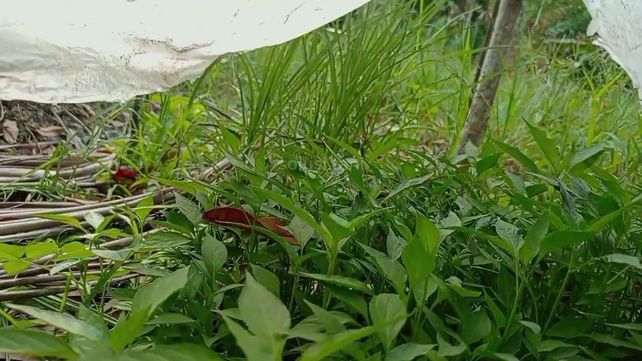 Rahasia bibit cabe super Tumbuh Cepat dan Tahan Hama
