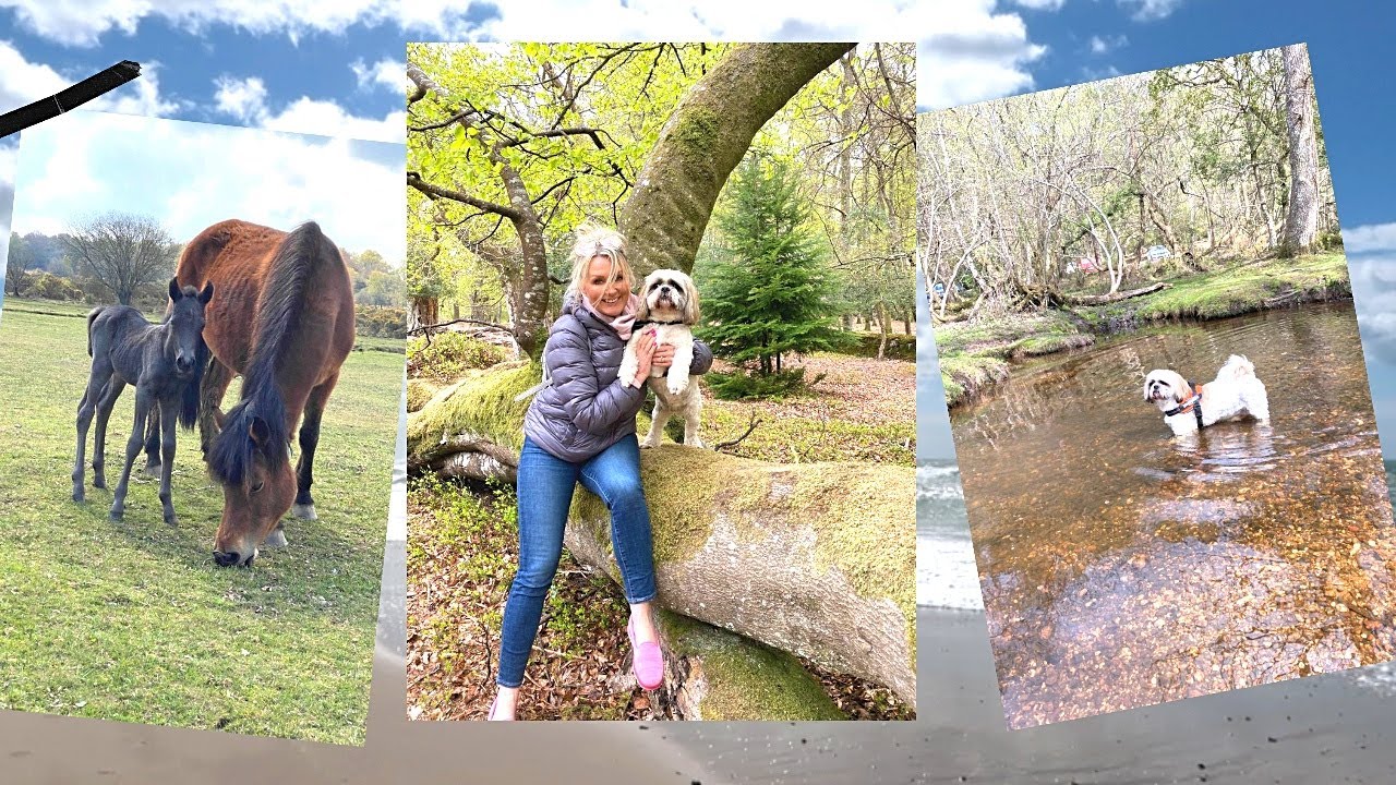 Staycation - A Week In New Forest