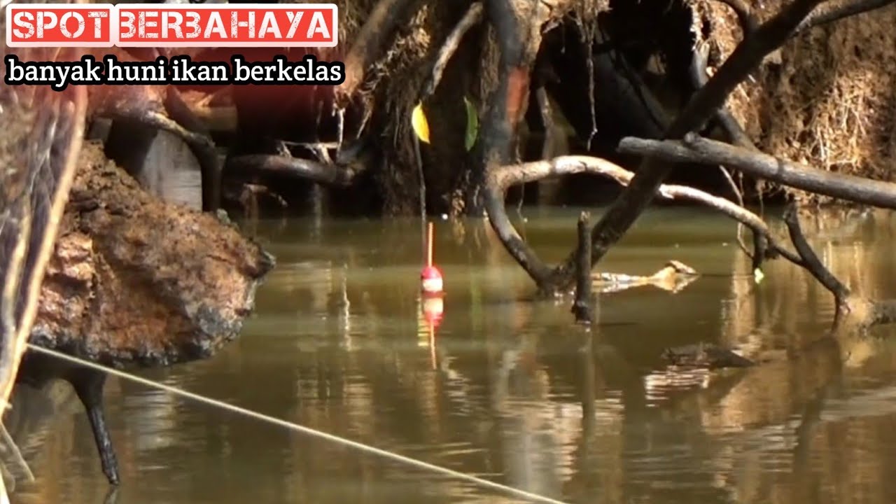 Mancing di sungai patin belum apa² sudah di beri ikan besar benar benar edieaaan 
