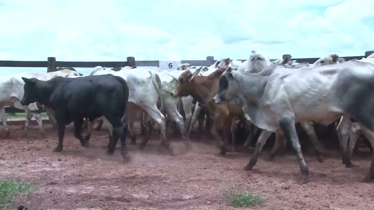 LOTE 06C - 75 GARROTE 12/24 MESES NELORE 358KG - 42 KM COXIM - MS /SENTIDO ALCINOPOLIS