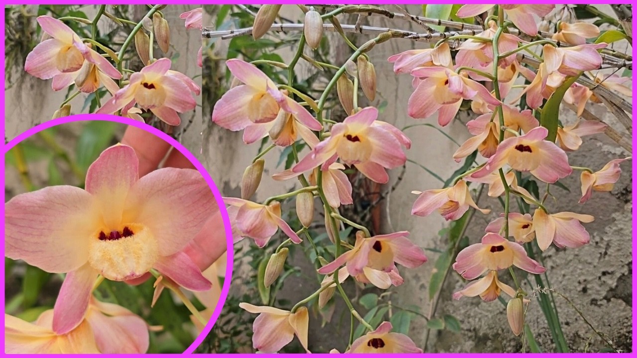 DENDROBIUM MOSCHATUM FLORAÇÃO E DICAS DE CULTIVO ☝️🥰🌸
