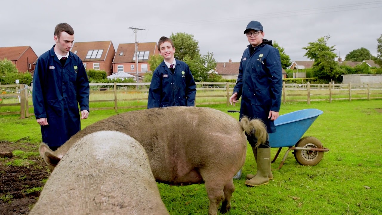 Our entry to the virtual Great Yorkshire Show-July 2020