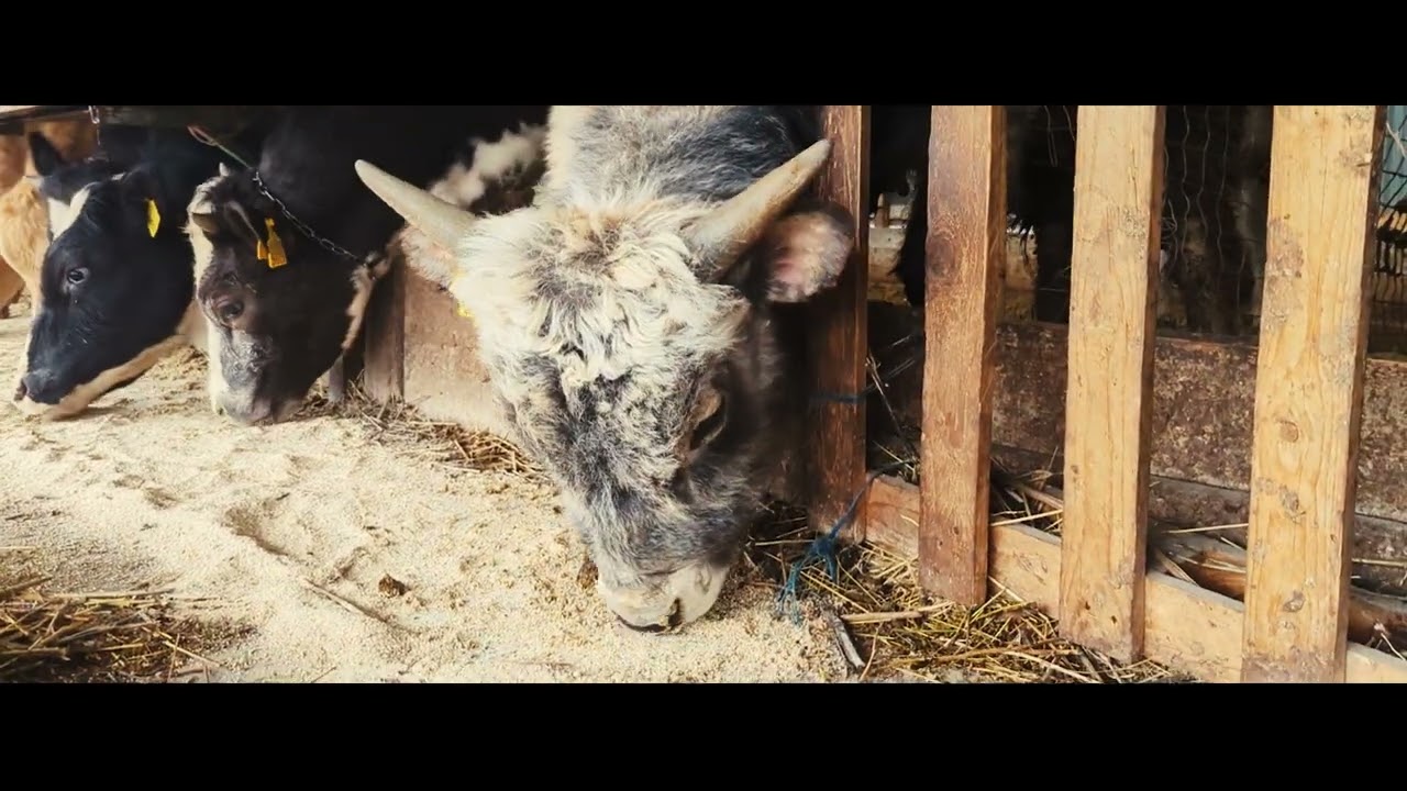 Obiective turistice raionul Strășeni. Video Consiliul raional Strășeni