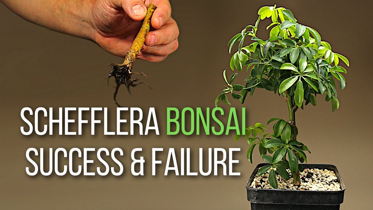 Making dwarf umbrella tree bonsai from grocery store plants
