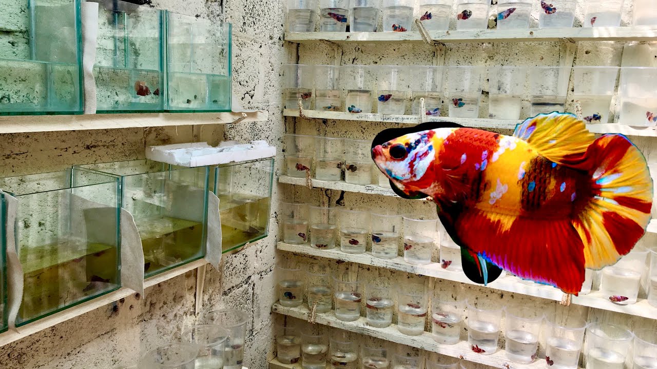 Proyecto bettas koi, así debes limpiar tu línea