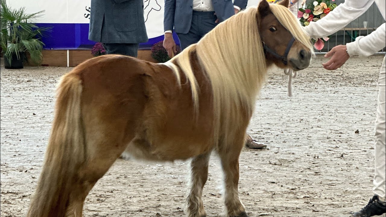 Aus Versehen Pony ersteigert 🙈