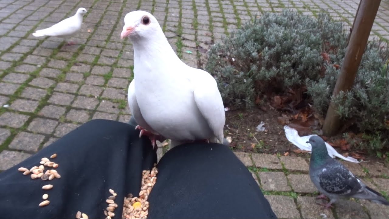 Pigeon Party Time