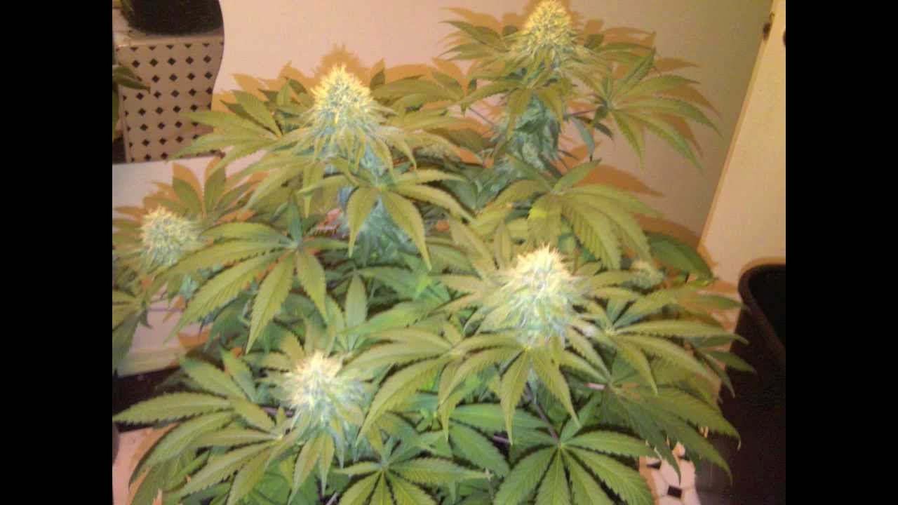 White Widow, Trainwreck, Lemon Skunk, Great White Shark