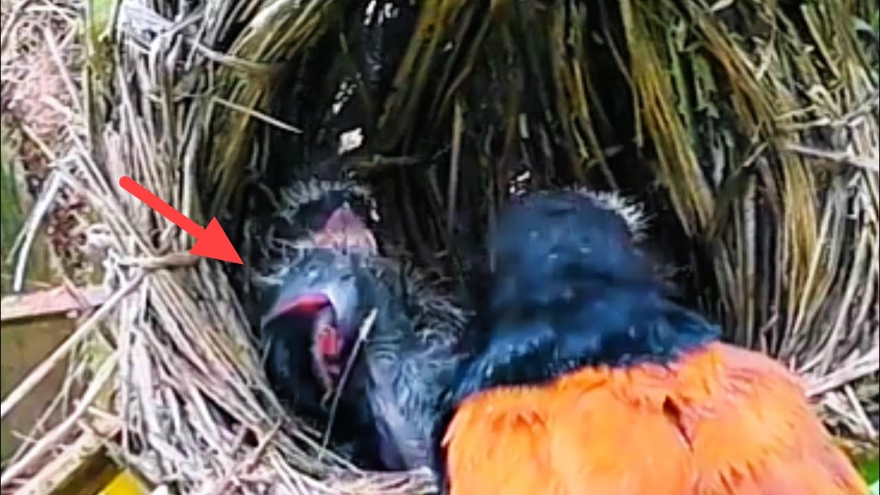BAYI BURUNG DISENGAT LIPAN DAN HAMPIR MATI