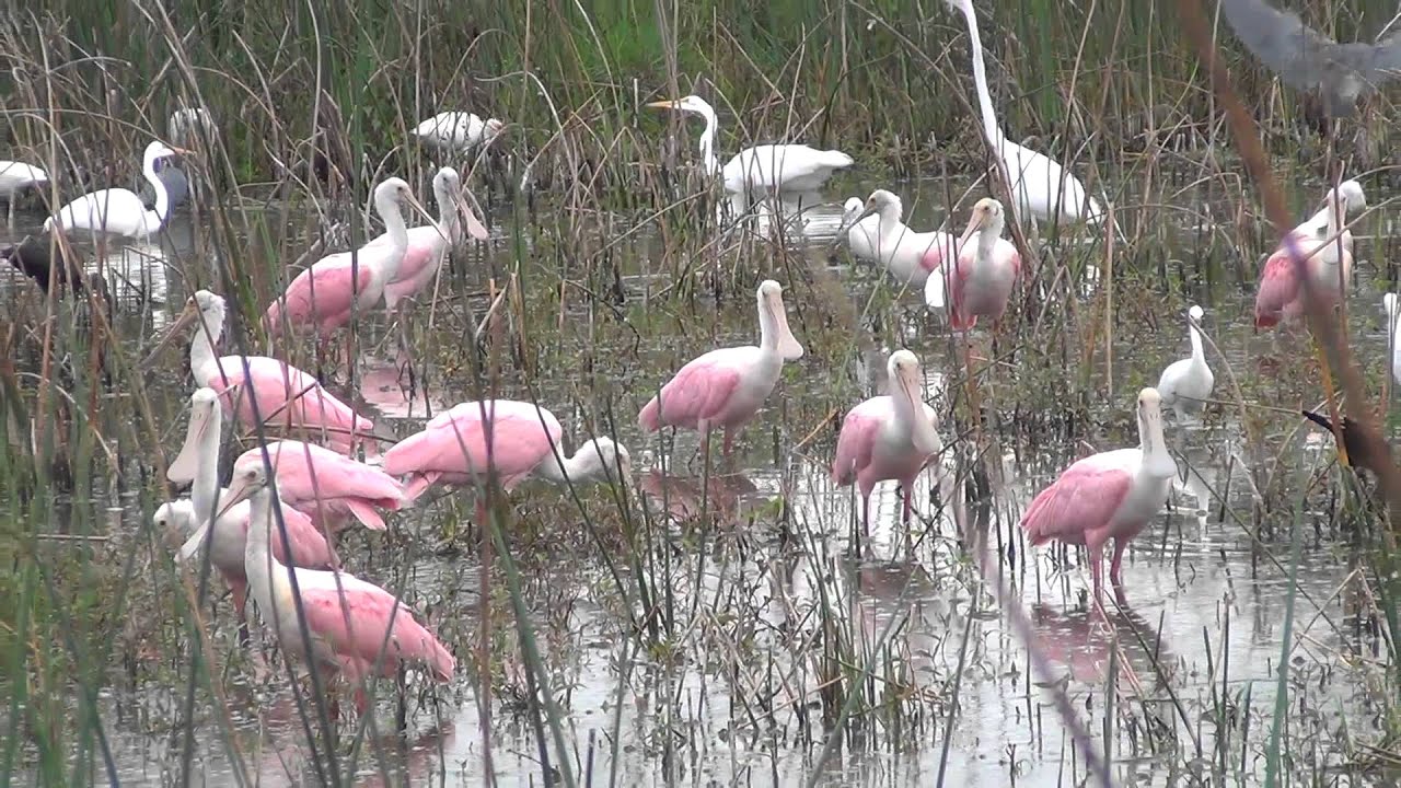 Roseate Spoonbills Galore