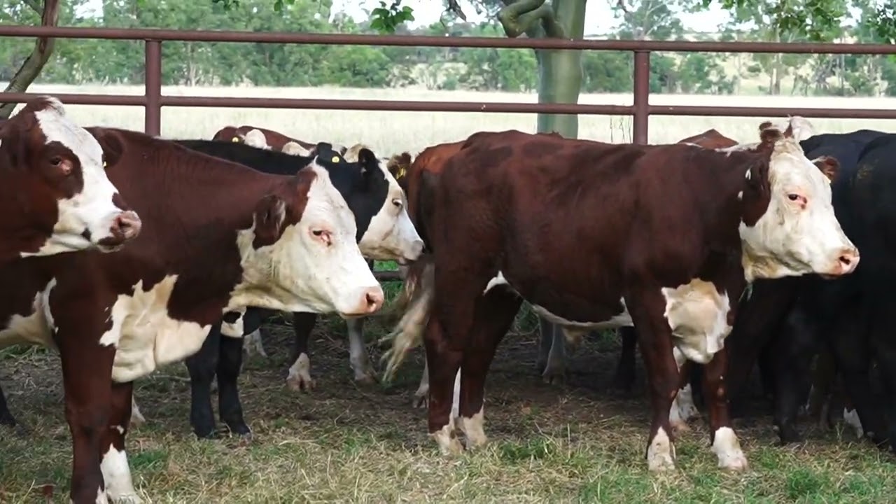 Kalang Grazing Offering 57 Steers
