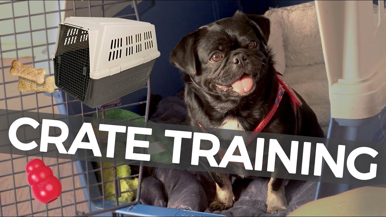How to Crate Train Your Puppy