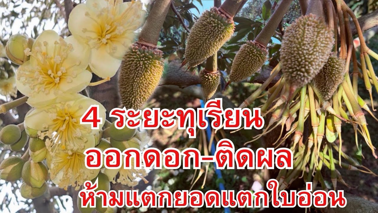 4 ระยะ ทุเรียนออกดอกติดผล ห้ามให้ทุเรียนแตกยอดแตกใบอ่อน ￼