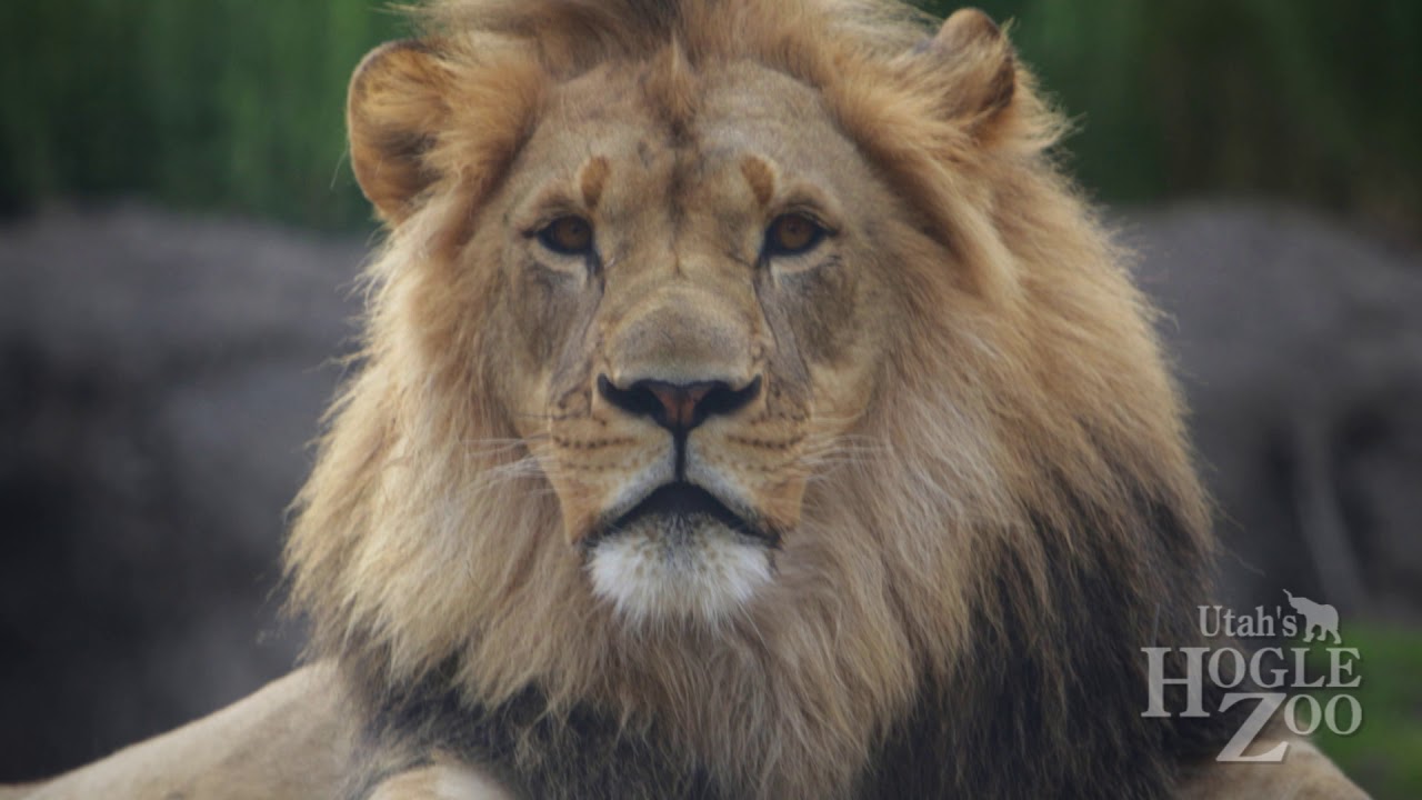 Lion Boys Move