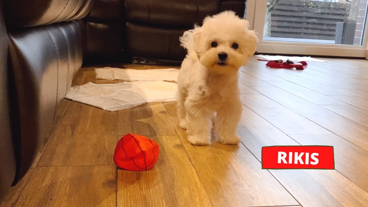 &Scaron;UNIUKO PIRMA SAVAITĖ NAMUOSE. Rikis aplojo zuikio ausį. Pirmą kart prausiu. Puppy first week home