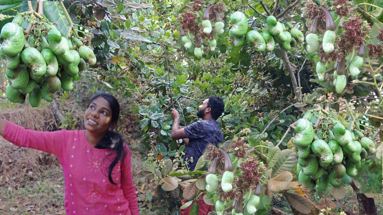 थोड्याच दिवसांत काजूची भाजी खायला मिळणार , काजूला केली फवारणी | traditional kokan @TejaGurav 