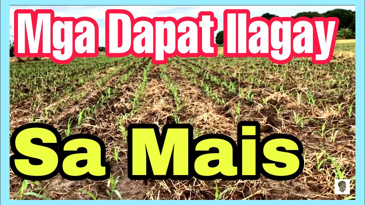 Mga Dapat Ilagay sa Mais, Paano at Kailan || When and What will you Spray to Corn