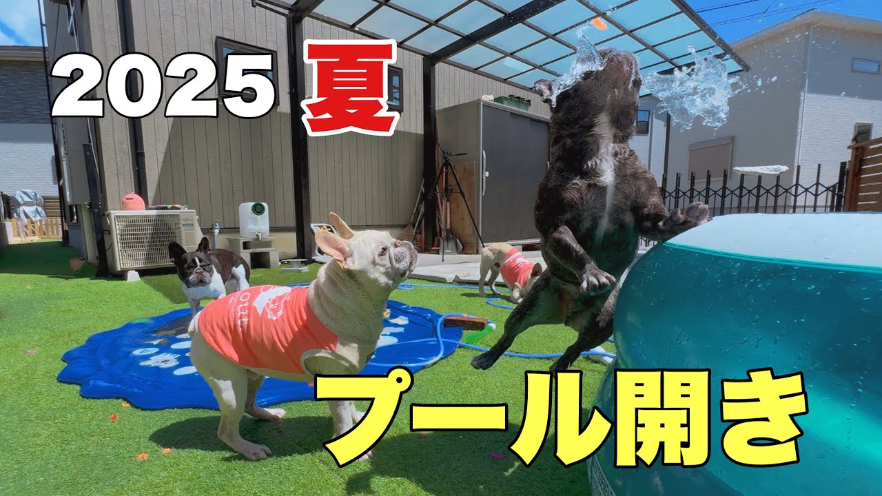 今年も水遊びの季節がやってきたー！楽しそうにはっちゃけるワンズ達+１ｗｗ