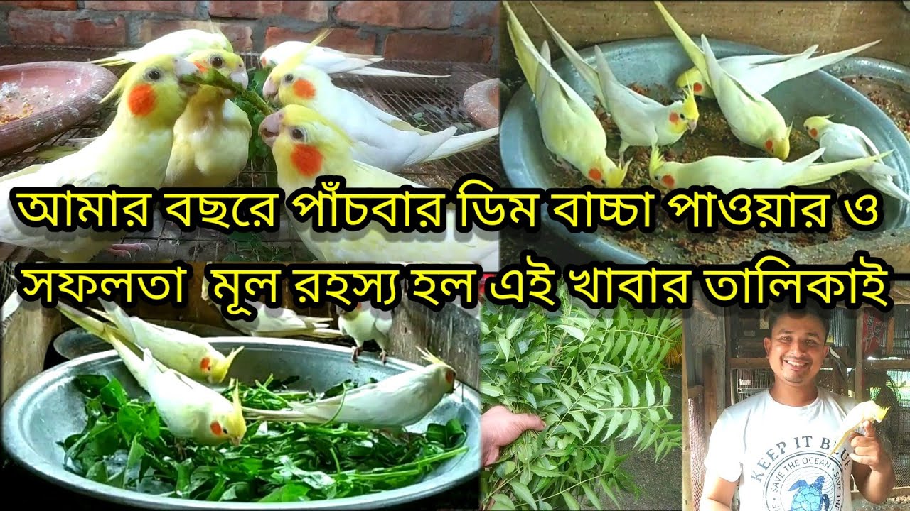 ককাটেল পাখির খাবার || তালিকা ঠিক থাকলে সফলতা নিশ্চিত || Cockatiel bird food list || Birds of village