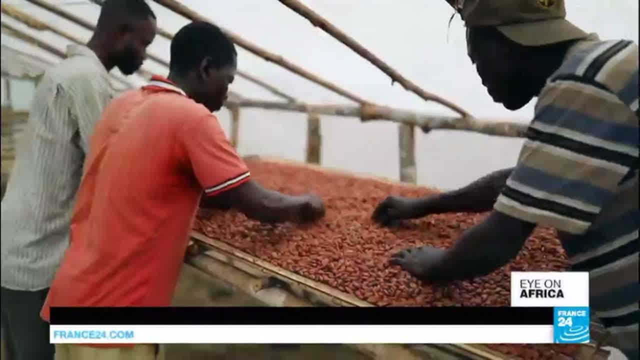 DR Congo: Can farming co-ops help cocoa farmers?