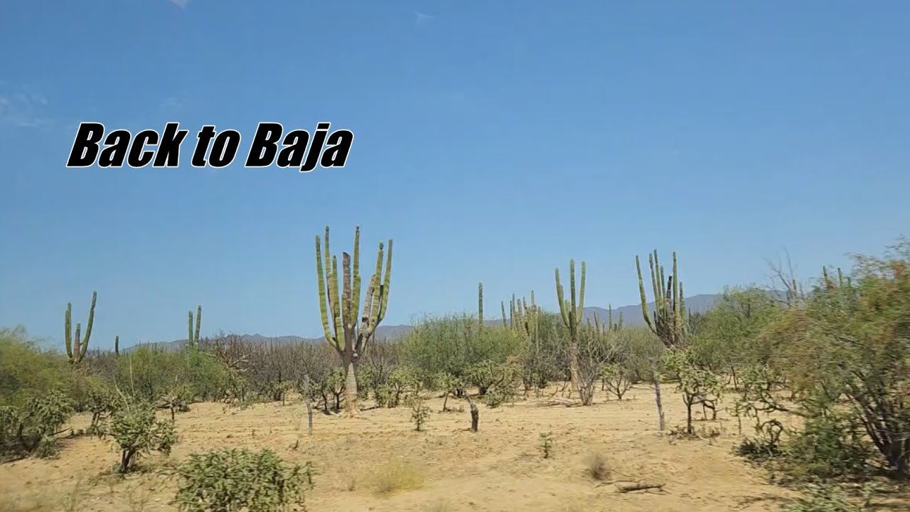 Spearfishing La Paz, BCS Mexico