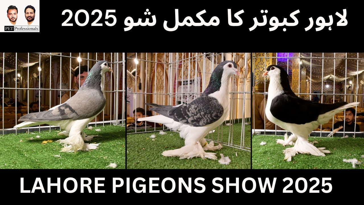 Lahore Pigeons Show 2025 - Lahore Pigeons | by Pet Professionals