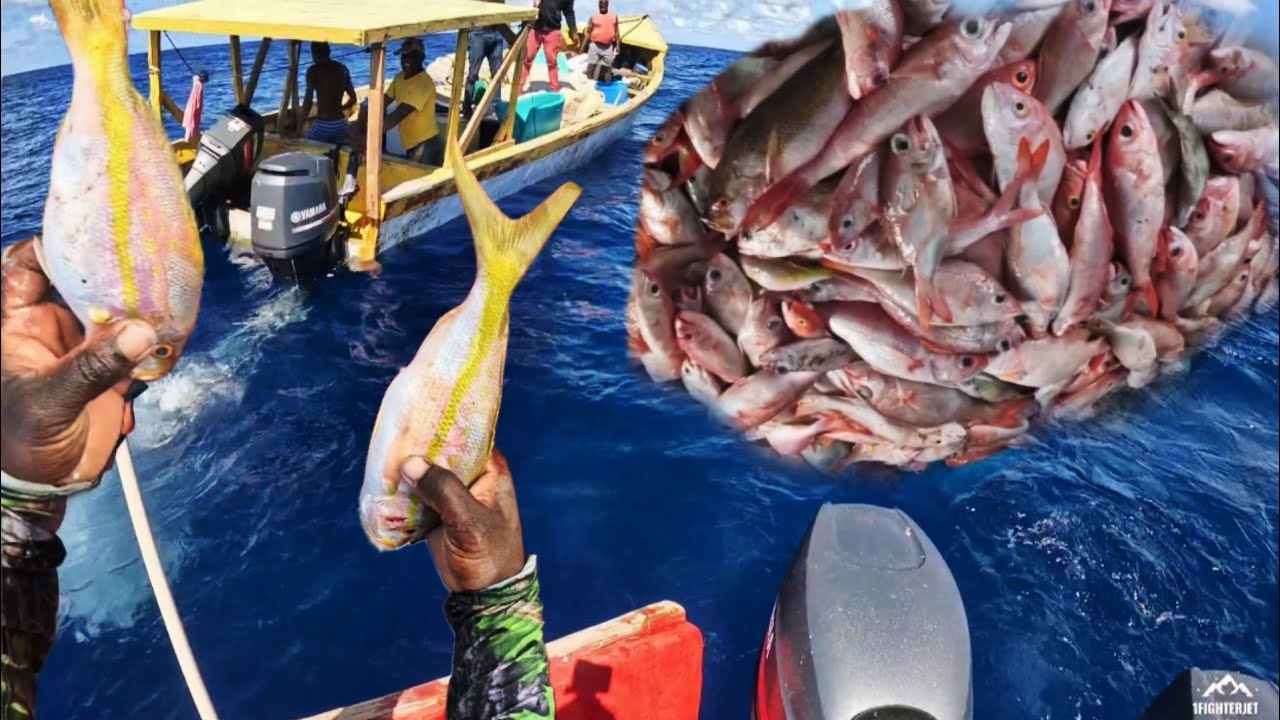 YELLOW TAIL AND DEEP WATER SNAPPERS CAUGHT ON A 60HR FISHING TRIP