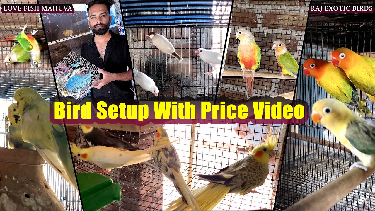 Bird Setup With Price Video | Raj Exotic Birds - #rajexoticbirds 