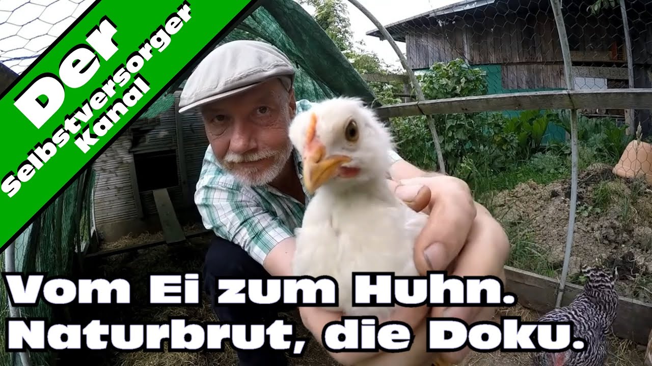 Vom Ei zum Huhn.  Naturbrut.  Die Doku