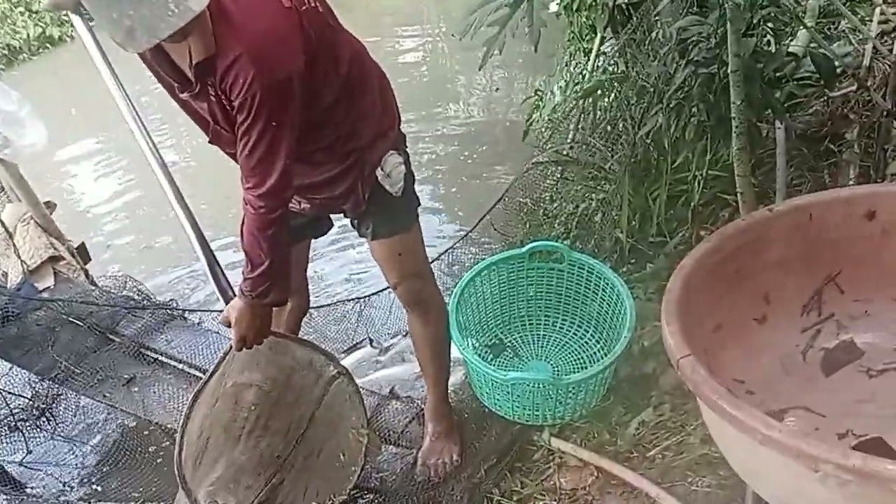 Cắ khủng bạn ơi con 7k ban