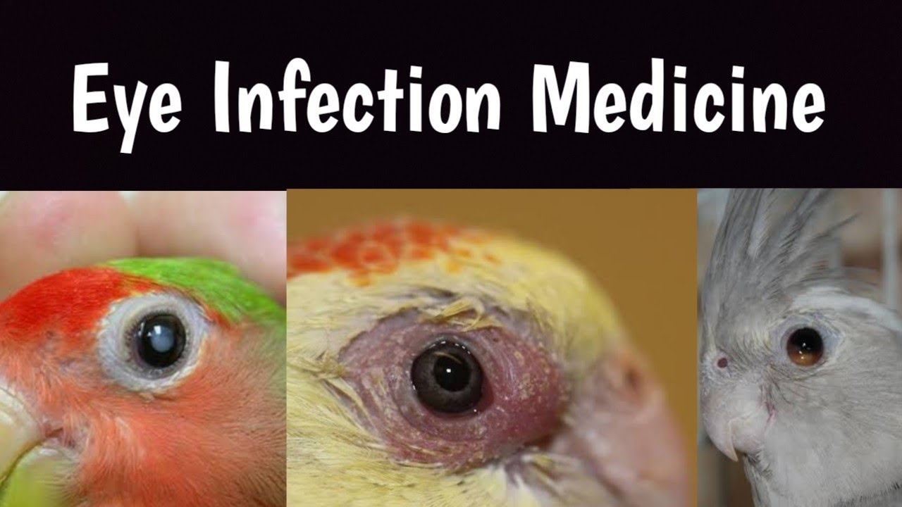 Eye Infection Lovebirds Budgies Cocktail Treatment and Medicine