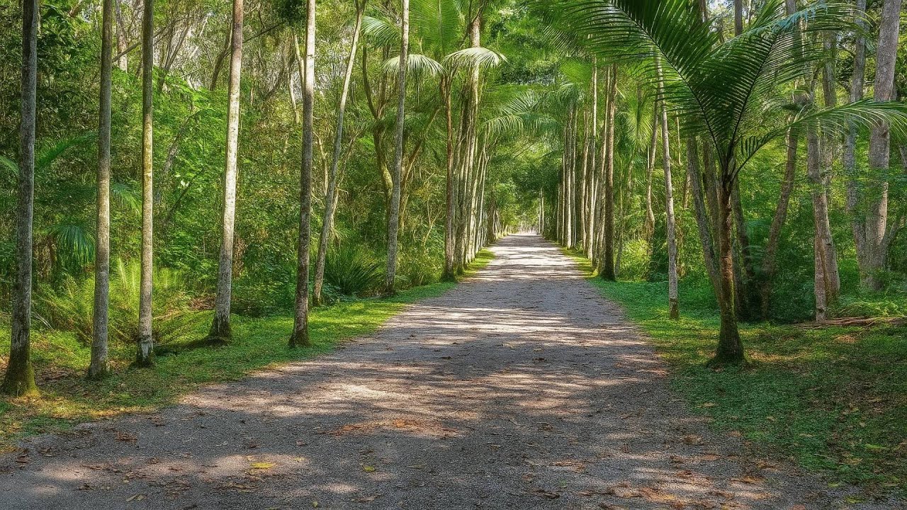 Parque Ecológico do Córrego Grande - Horto Florestal de Florianópolis/SC