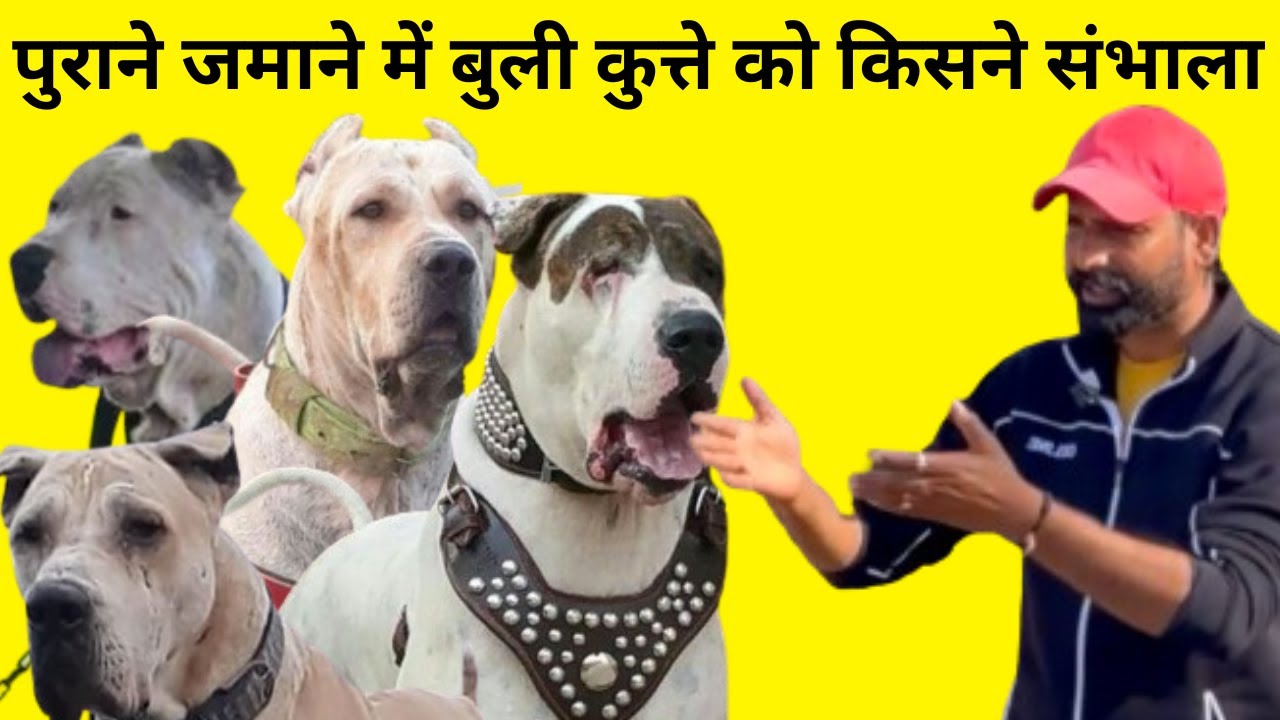पुराने जमाने में बुली कुत्ते को किसने संभाला // Sonu Latiwal Kennel Indian Mastiff Bully Kutta Vlog