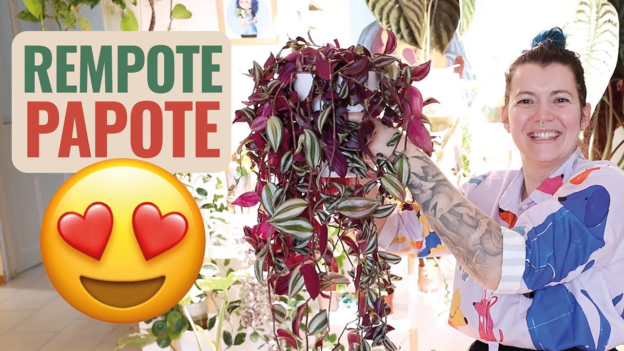 👩‍🌾 Rempotage et boutures de ma Tradescantia zebrina 