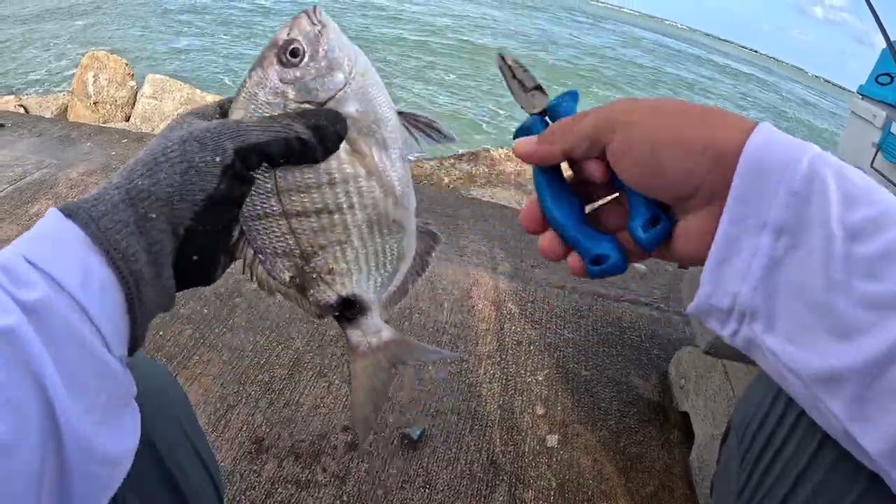 Got Lucky on the Rocky Side of the Jetty
