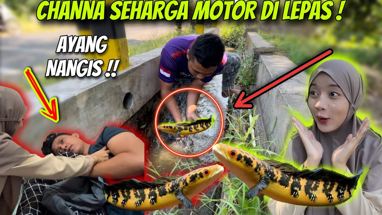 IKAN KU SEHARGA MOTOR DI LEPAS DI SUNGAI !! 😭