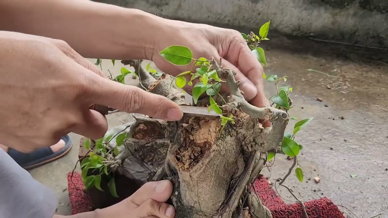 Đục 1 tác phẩm sanh bonsai