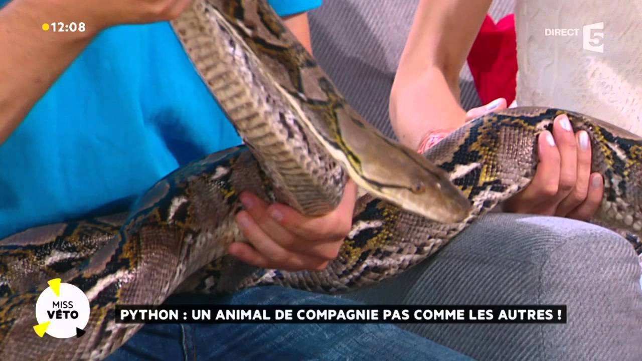 Python : un animal de compagnie pas comme les autres !