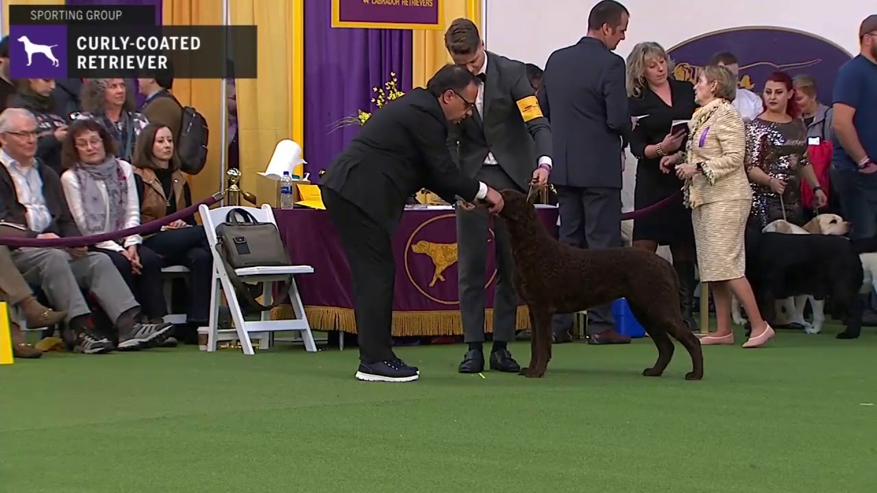 Curly-Coated Retrievers | Breed Judging 2020