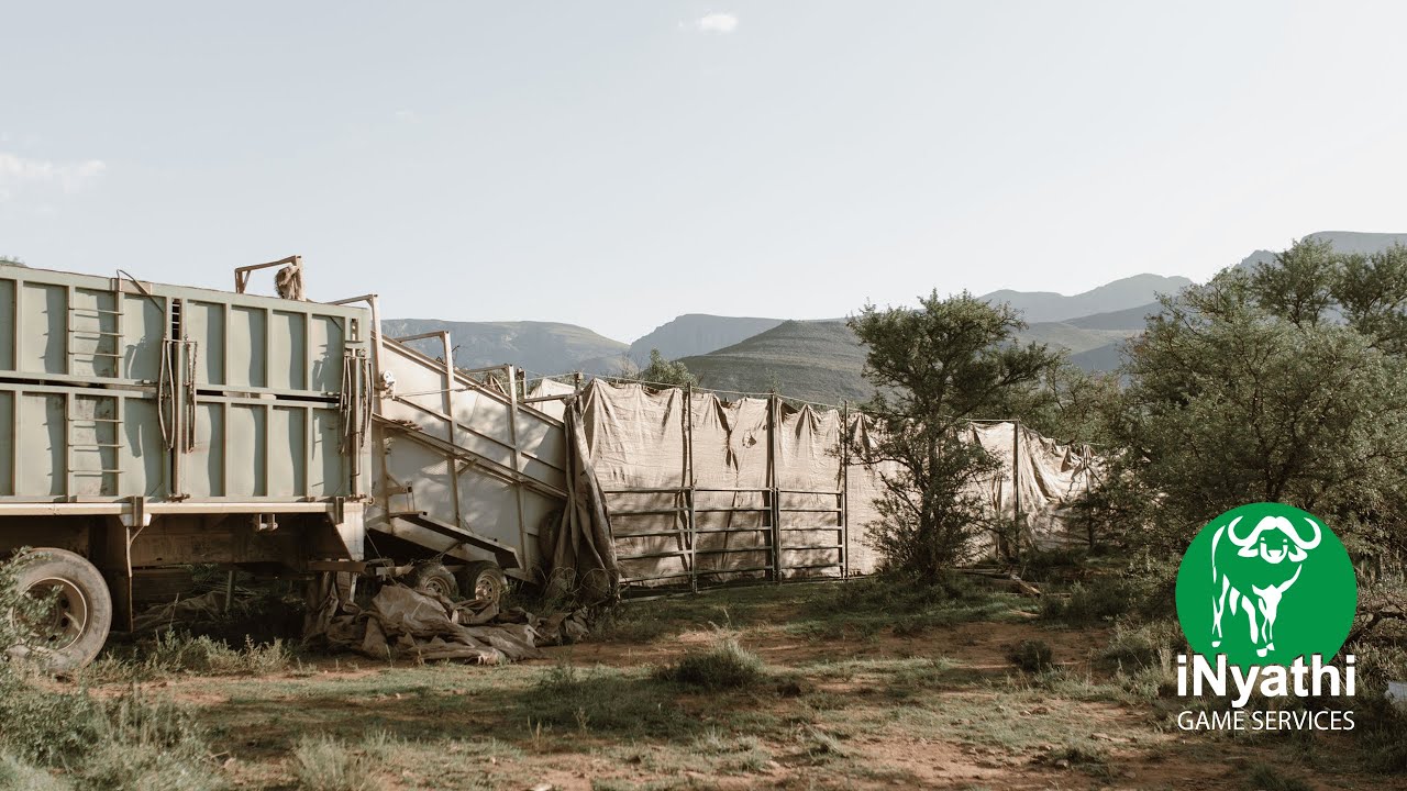 iNyathi Game Capture 2024 (Mass/Chemical capture)